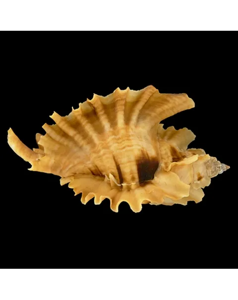 Ceratostoma Burnetti