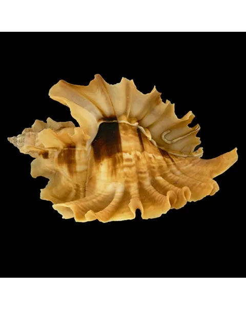 Ceratostoma Burnetti