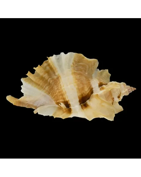 Ceratostoma Burnetti