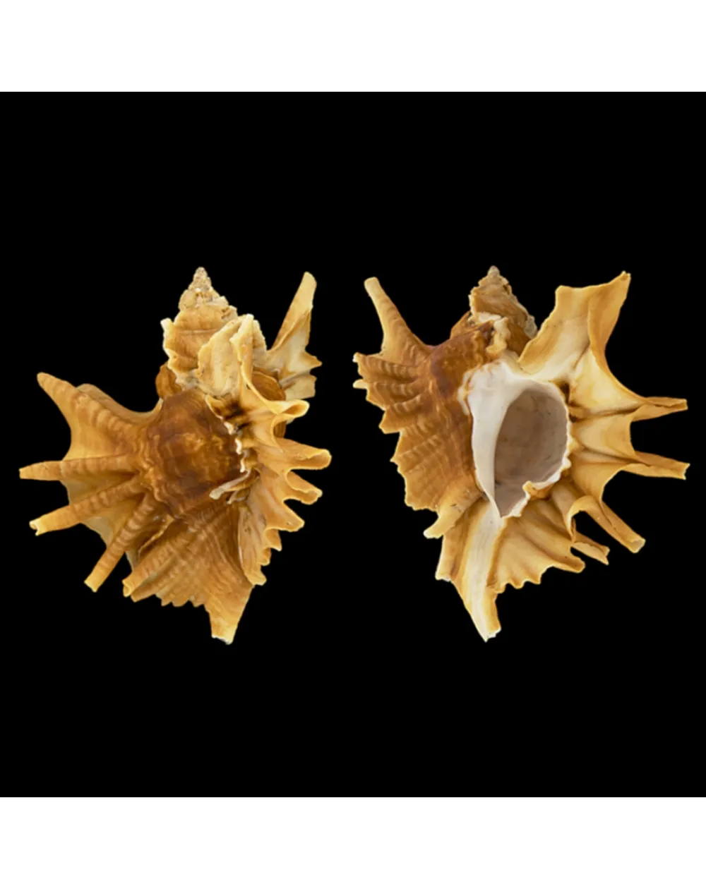 Ceratostoma Burnetti
