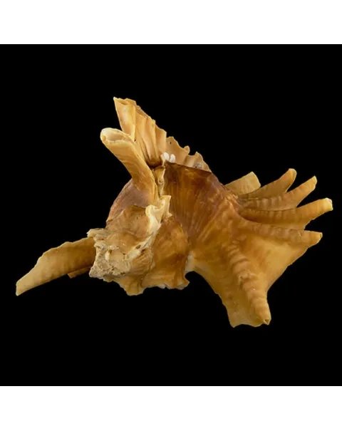 Ceratostoma Burnetti
