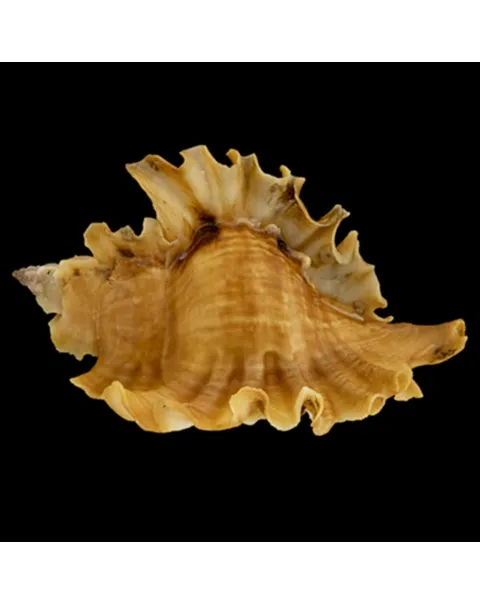 Ceratostoma Burnetti