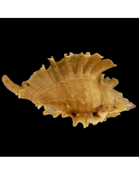 Ceratostoma Burnetti