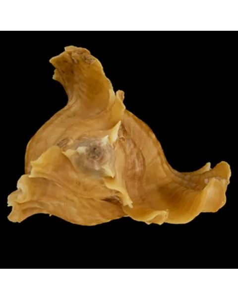 Ceratostoma Burnetti