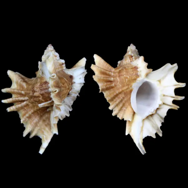 Ceratostoma Burnetti