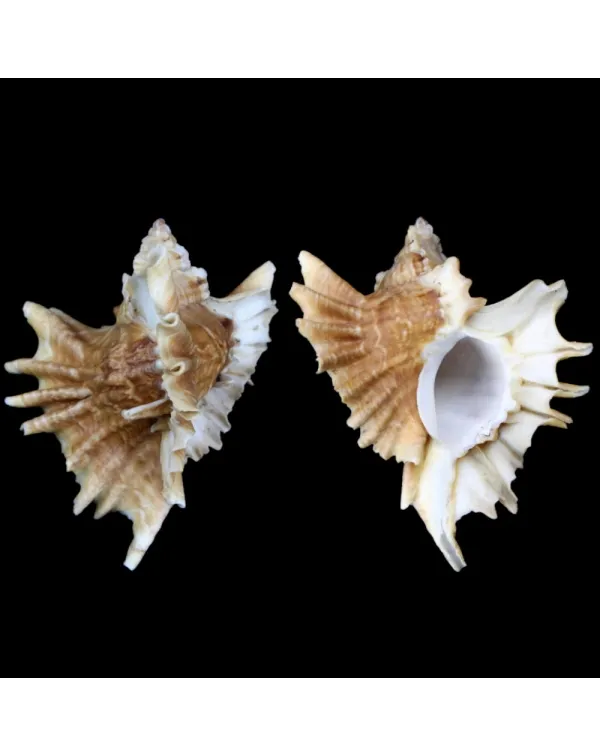 Ceratostoma Burnetti