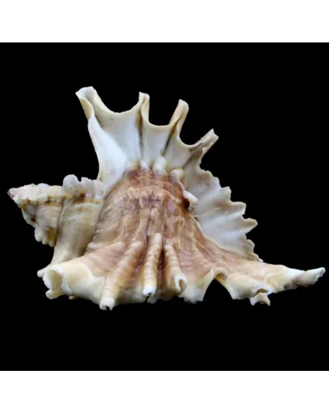 Ceratostoma Burnetti