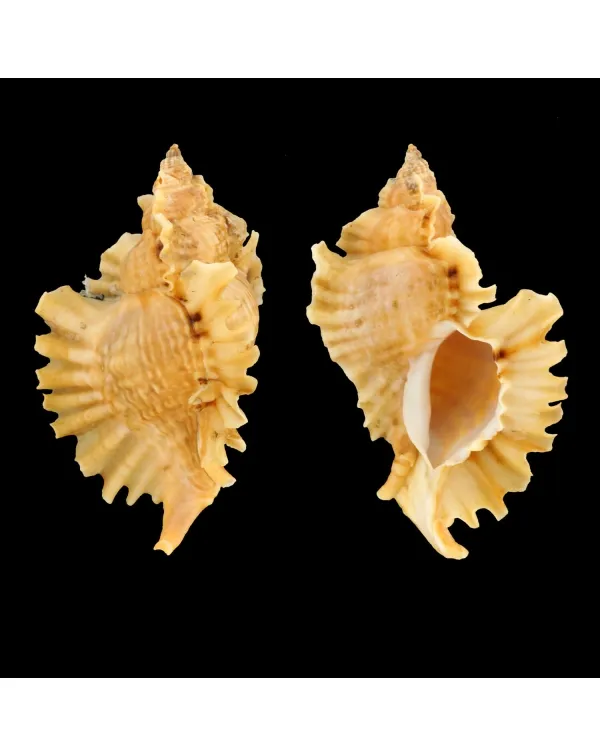 Ceratostoma Burnetti