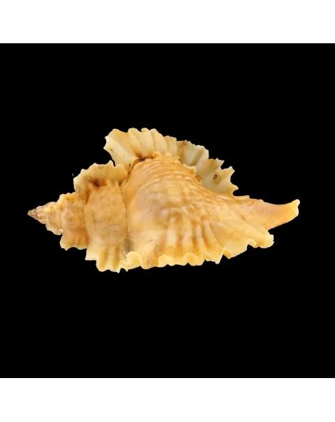Ceratostoma Burnetti