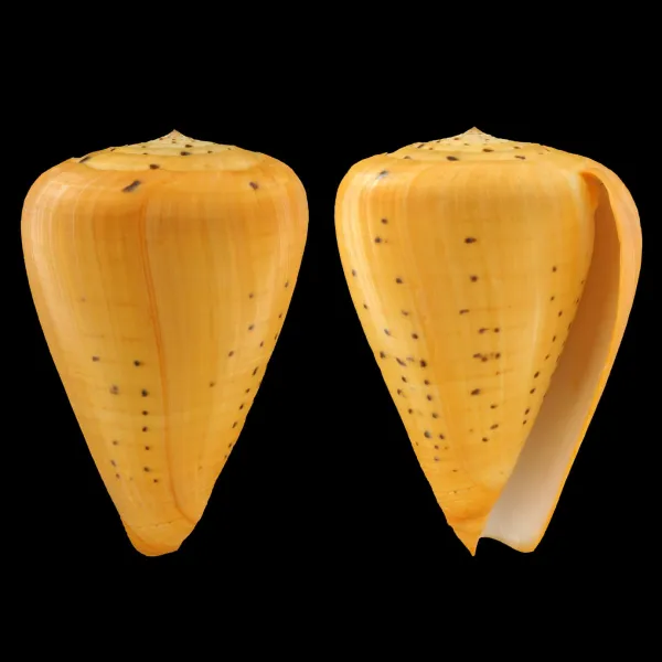Conus Betulinus