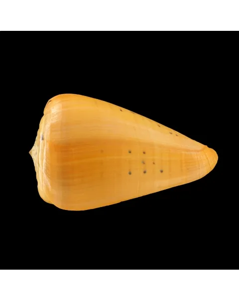 Conus Betulinus