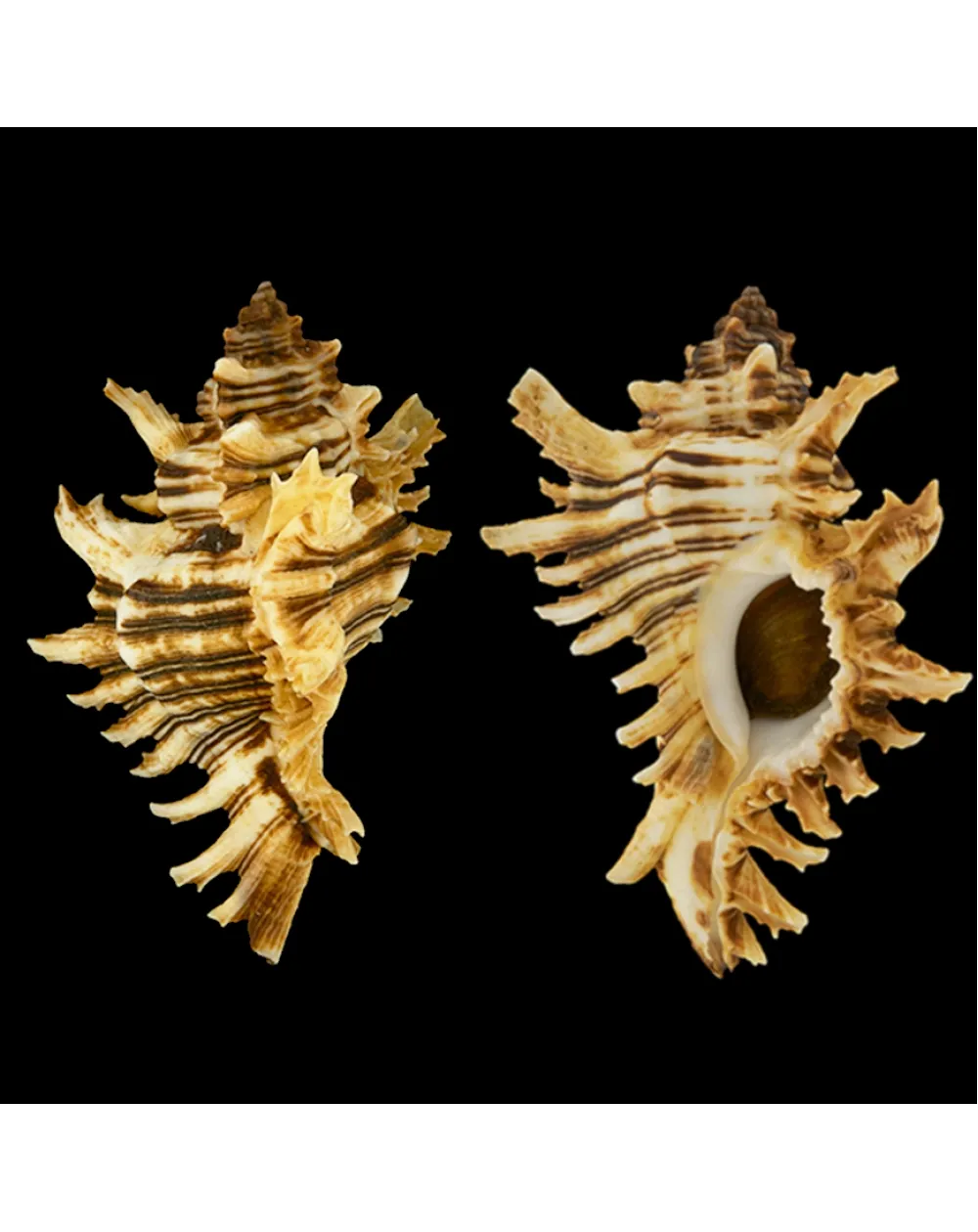 Chicoreus Brevifrons