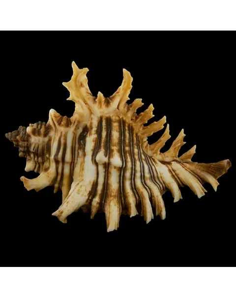 Chicoreus Brevifrons