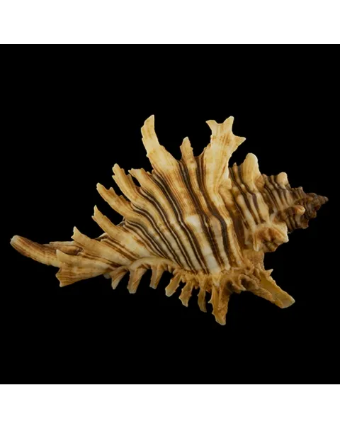 Chicoreus Brevifrons