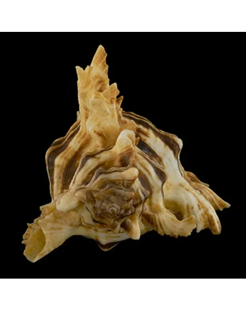 Chicoreus Brevifrons