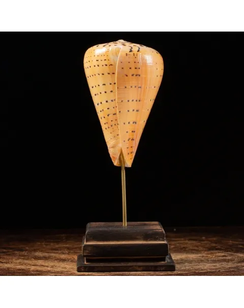 Conus Betulinus