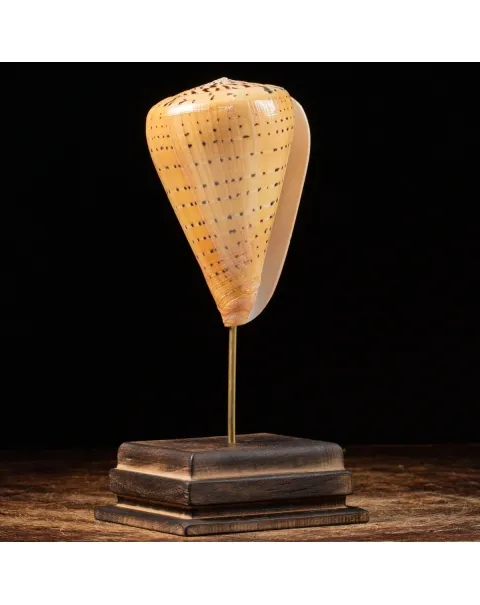Conus Betulinus