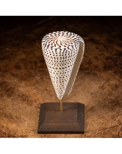 Conus Bandadus