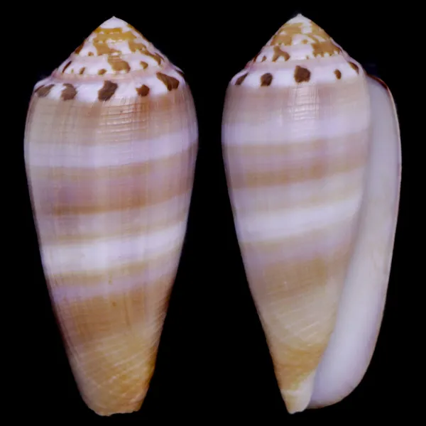 Conus Circumcisus f. Brazieri