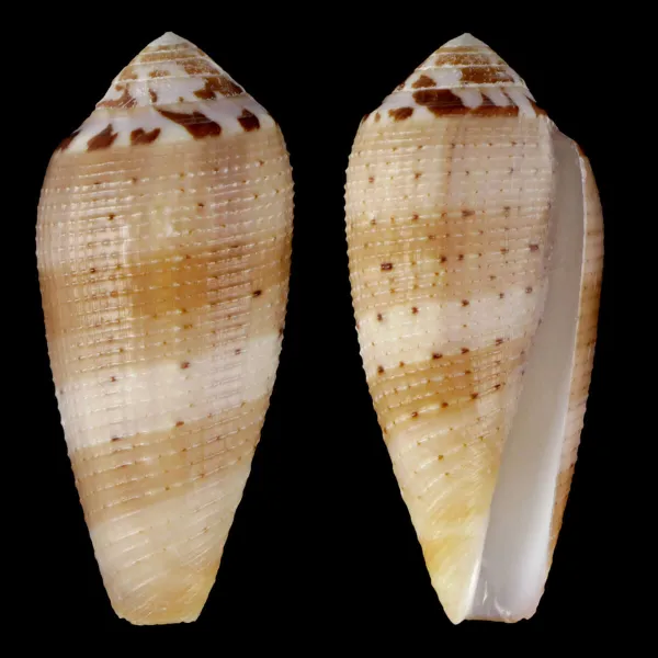 Pionoconus Circumcisus Granulate