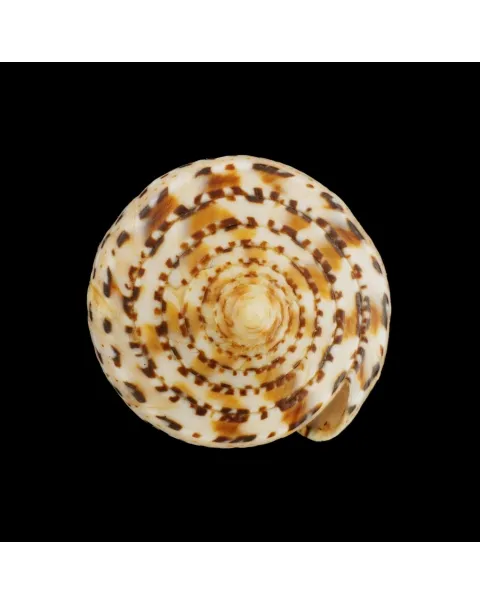 Conus Genuanus