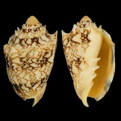 Cymbiola Chrysostoma
