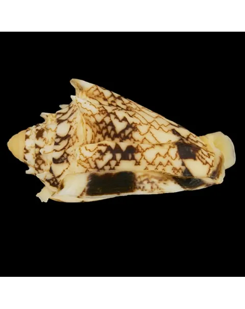 Cymbiola Chrysostoma