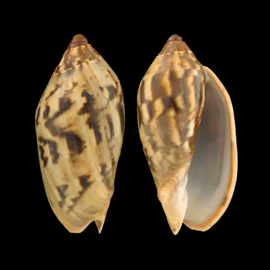 Cymbiola Cathcartiae