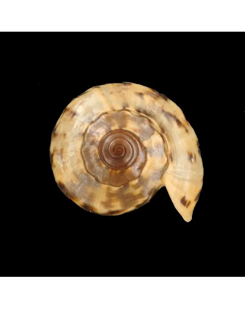Cymbiola Cathcartiae