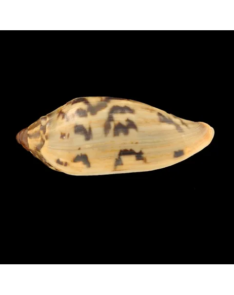 Cymbiola Cathcartiae