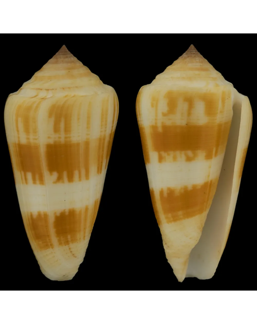 Conus Consors