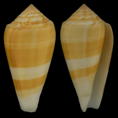 Conus Consors