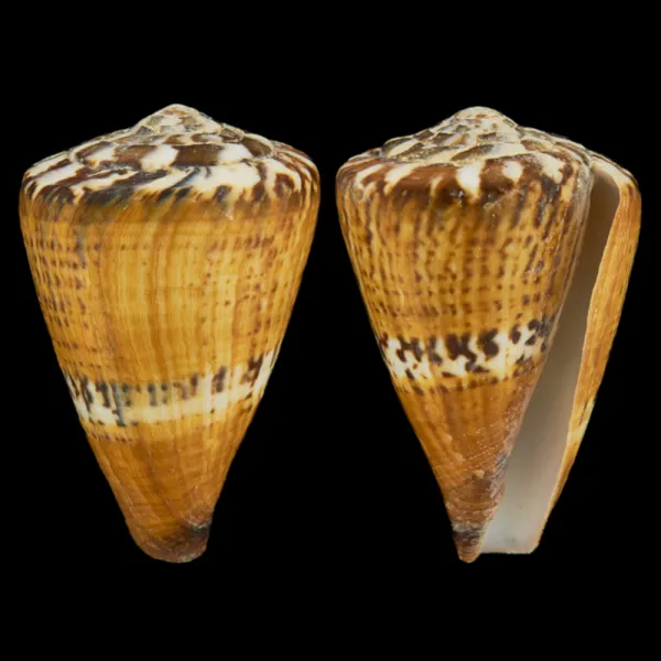 Conus Capitaneus