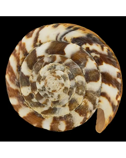 Conus Capitaneus