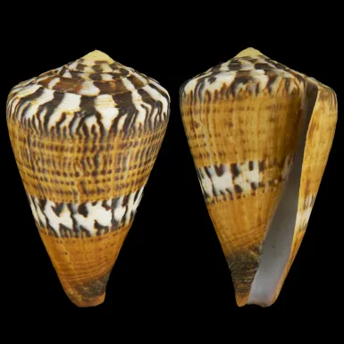 Conus Capitaneus