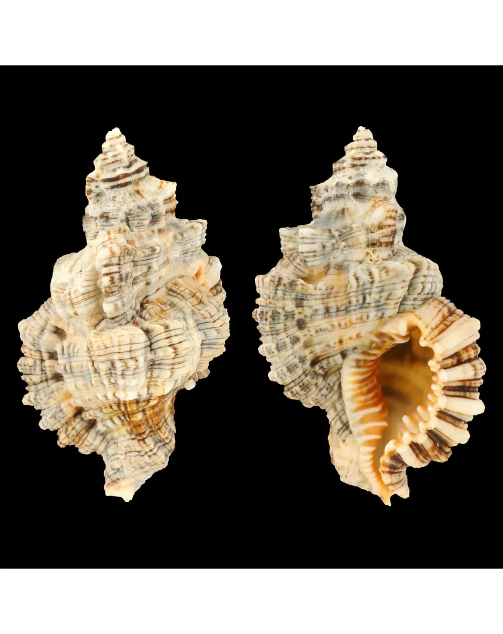 Monoplex Nicobaricus