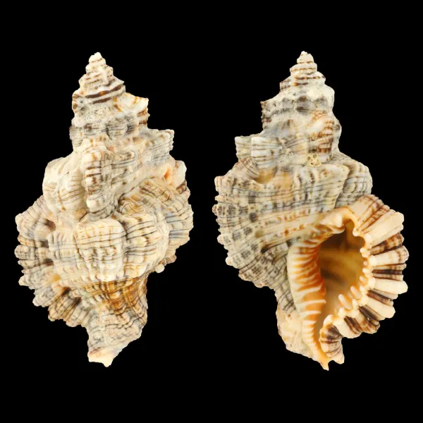 Monoplex Nicobaricus