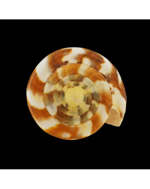 Conus Vexillum