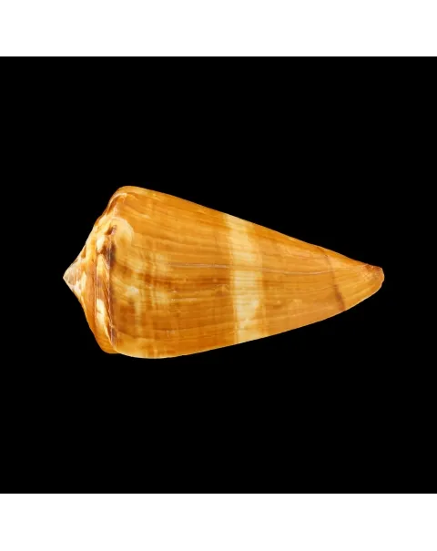 Conus Vexillum