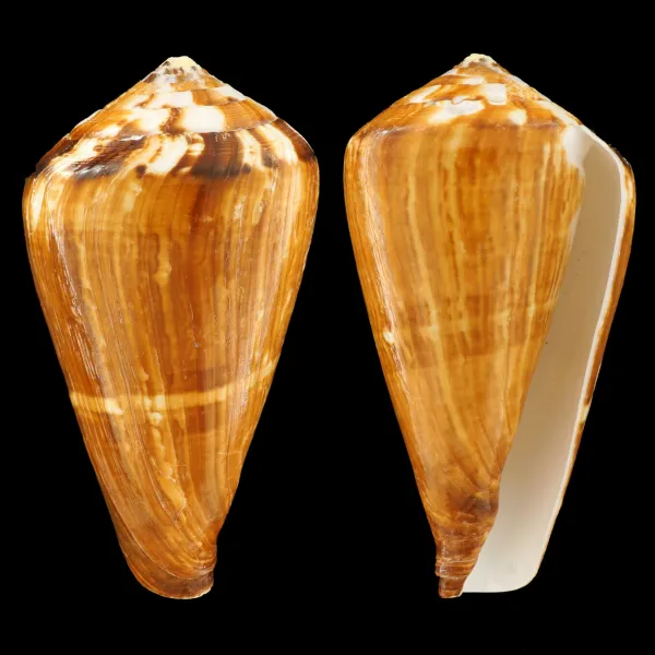 Conus Vexillum