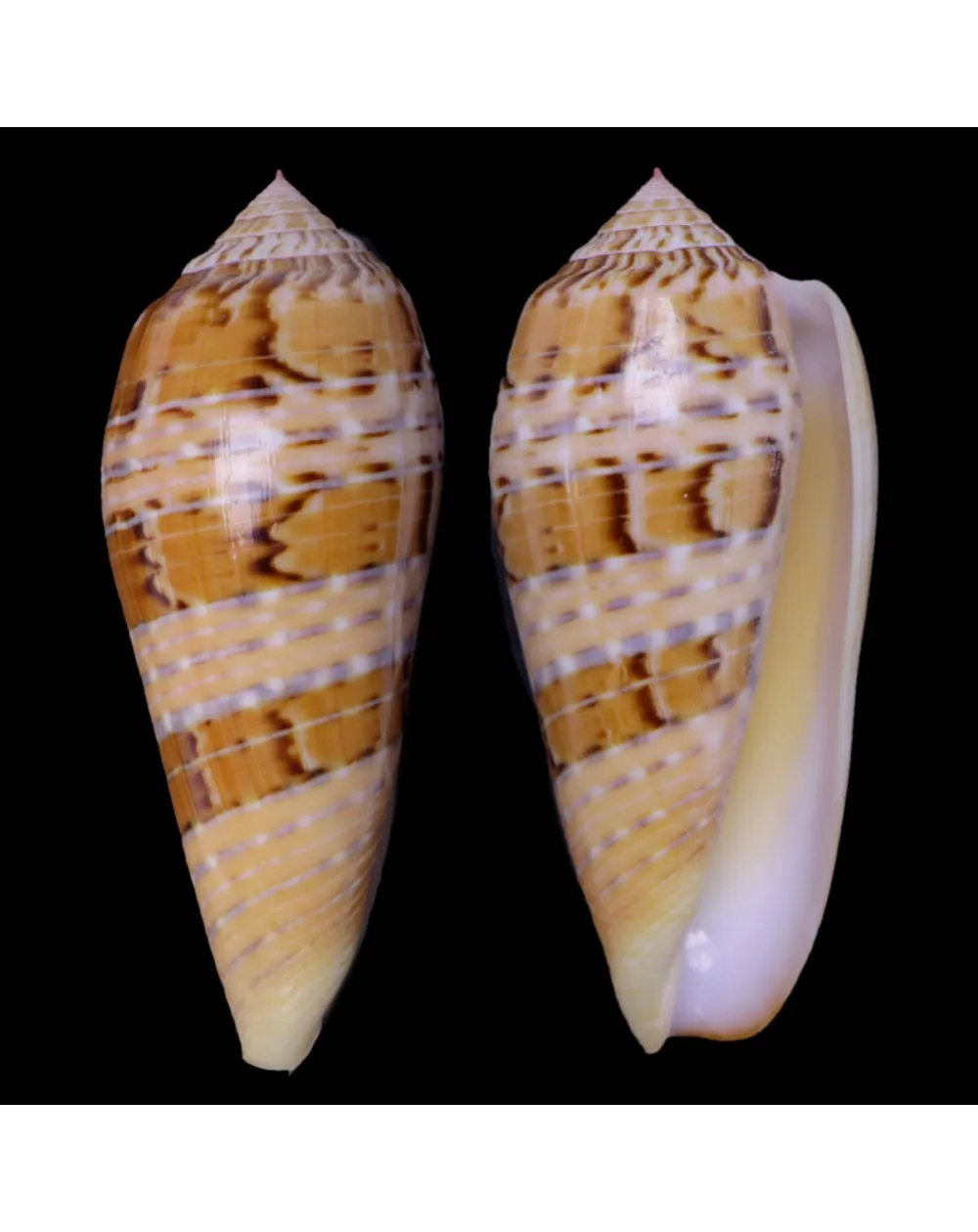 Textilia Dusaveli