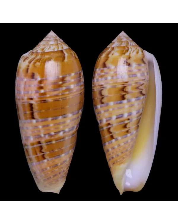 Textilia Dusaveli