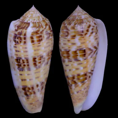 Textilia Dusaveli
