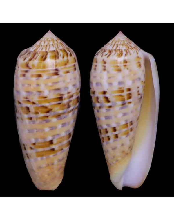 Textilia Dusaveli