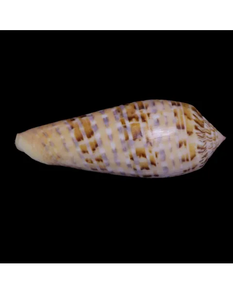Textilia Dusaveli