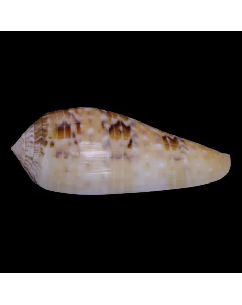 Textilia Dusaveli