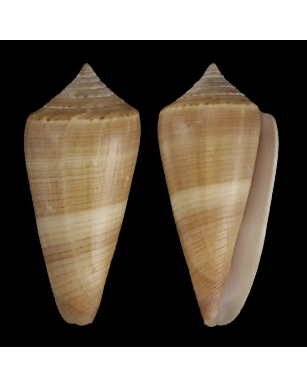 Calibanus Furvus