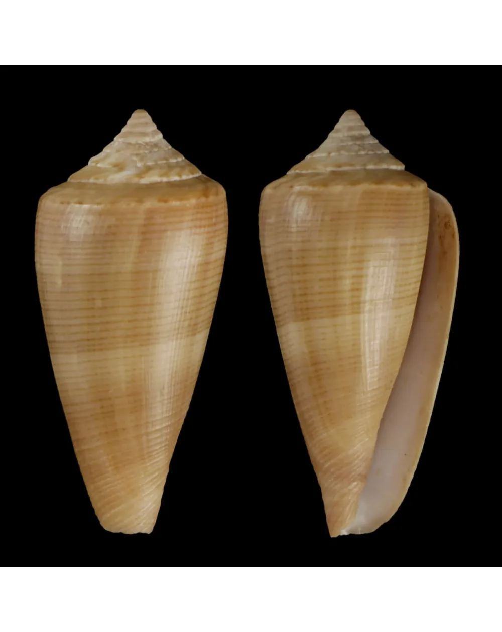 Calibanus Furvus