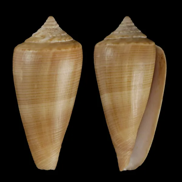 Calibanus Furvus