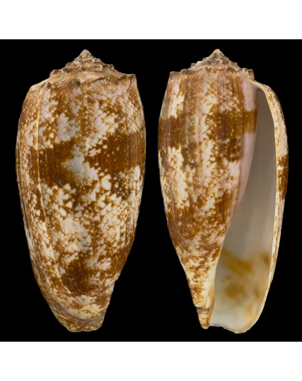 Conus Geographus